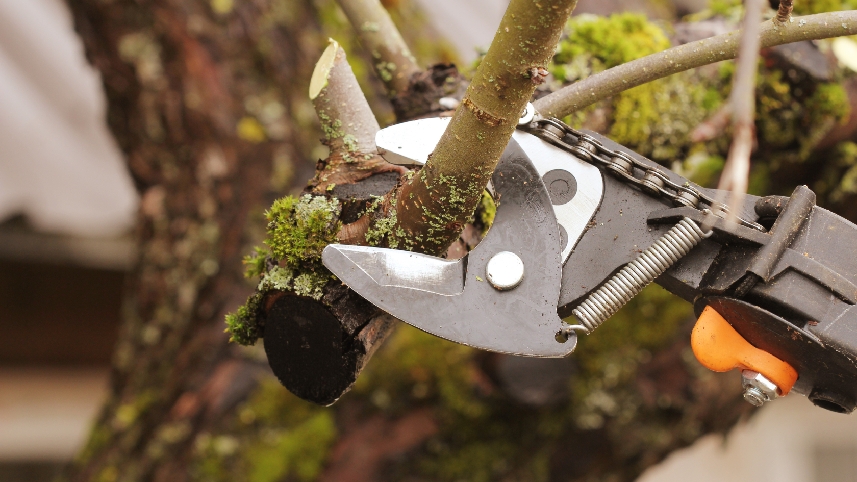 A pair of pliers are attached to a tree